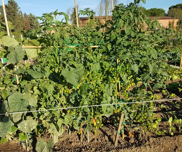 Piante di pomodoro e zucchine nell'orto