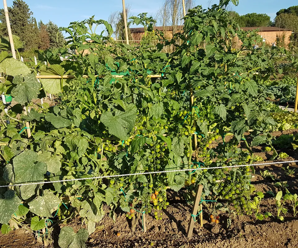 Piante di pomodoro e zucchine in un orto degli Orti di Nerone