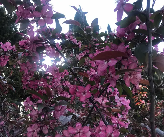 Albero in fiore negli orti