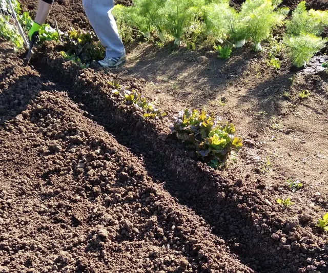 Terreno arato e pronto per la semina