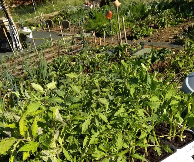 Pomodori e piante estive nell'orto