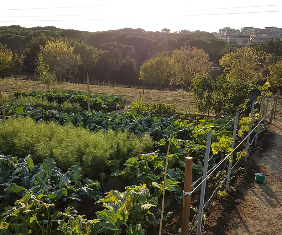 Panoramica degli Orti di Nerone con i filari coltivati e la pineta sullo sfondo